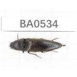 Elateridae sp. China, Yunnan, Nujiang, Lushui county. 1Pcs. BA0534.