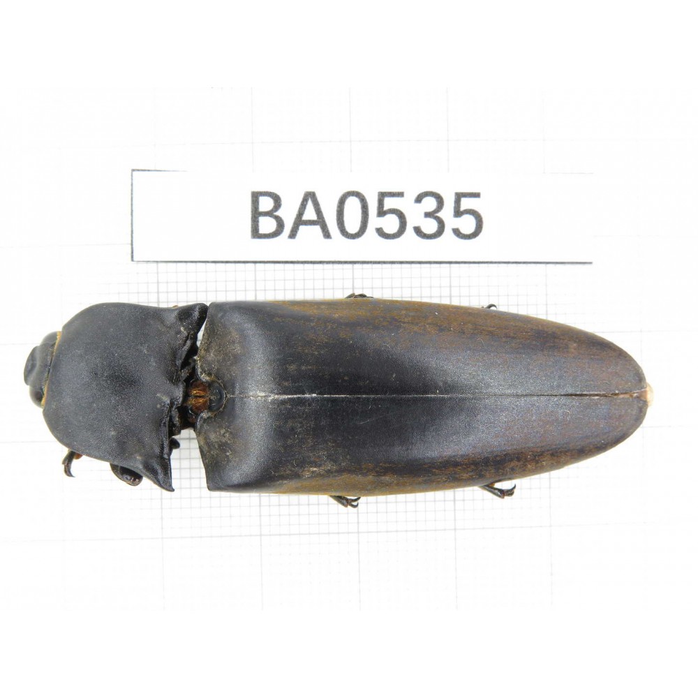 Elateridae sp. China, Yunnan, Nujiang, Lushui county. 1Pcs. BA0535.
