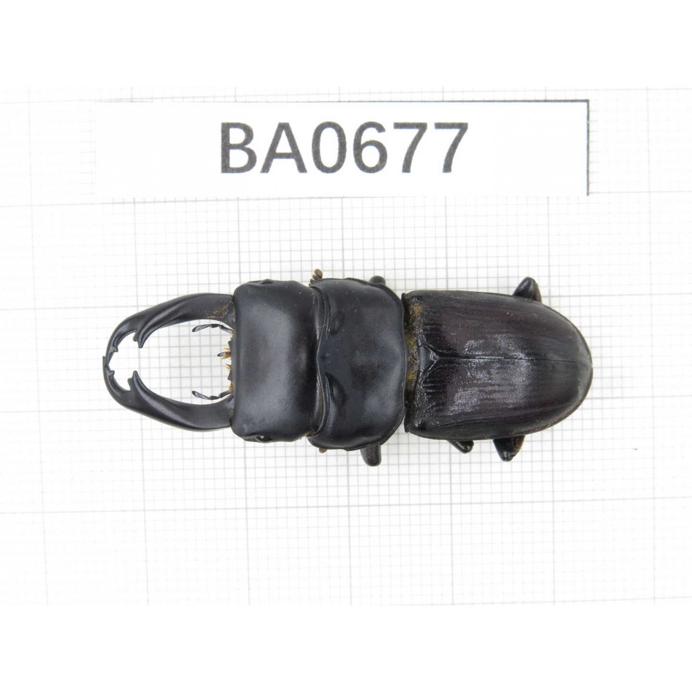 Dorcus sp. Myanmar, Kechin, Nanse.1M. BA0677.