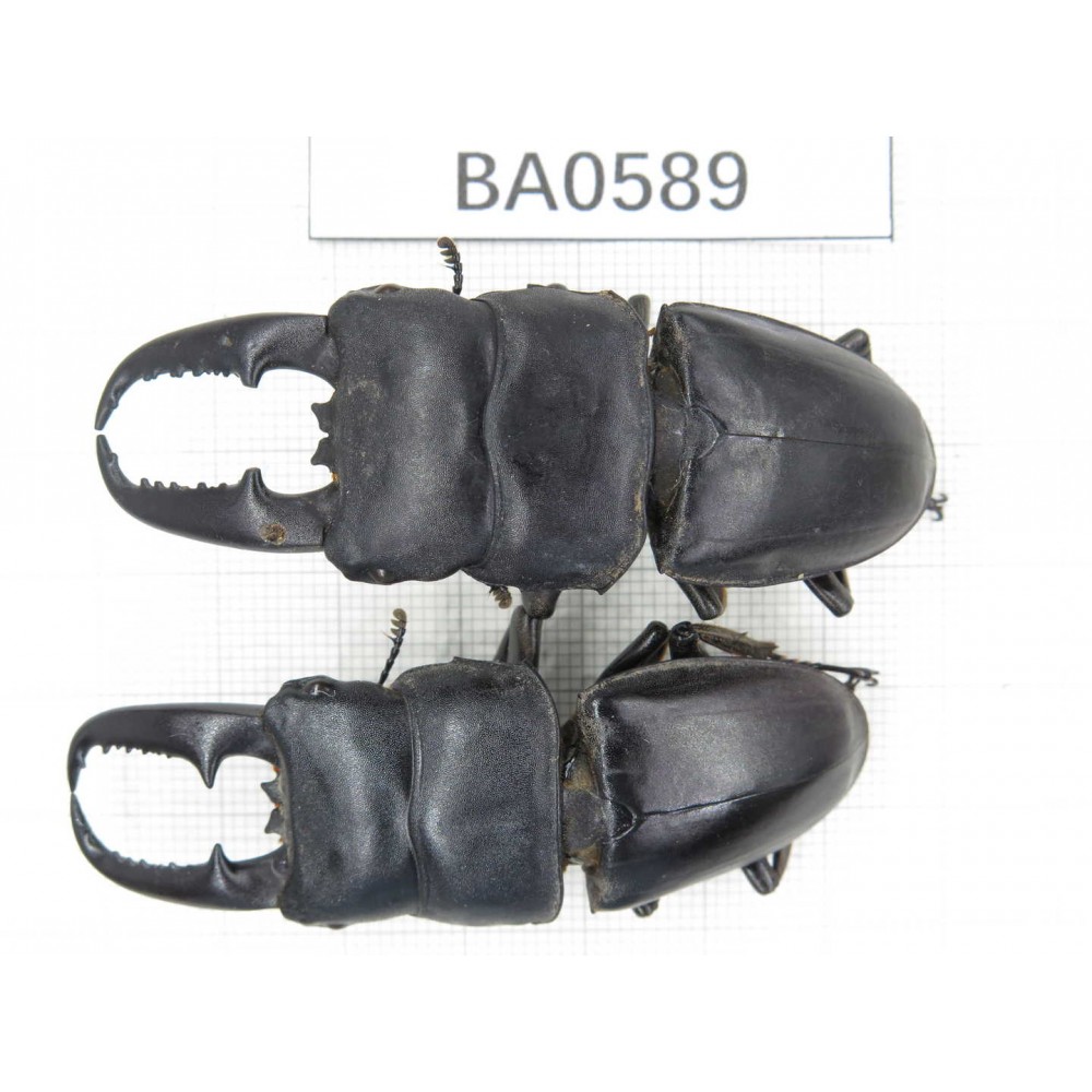 Dorcus sp. China, Guangxi, Baise, Mt.Cenwanglaoshan. 2M. BA0589.