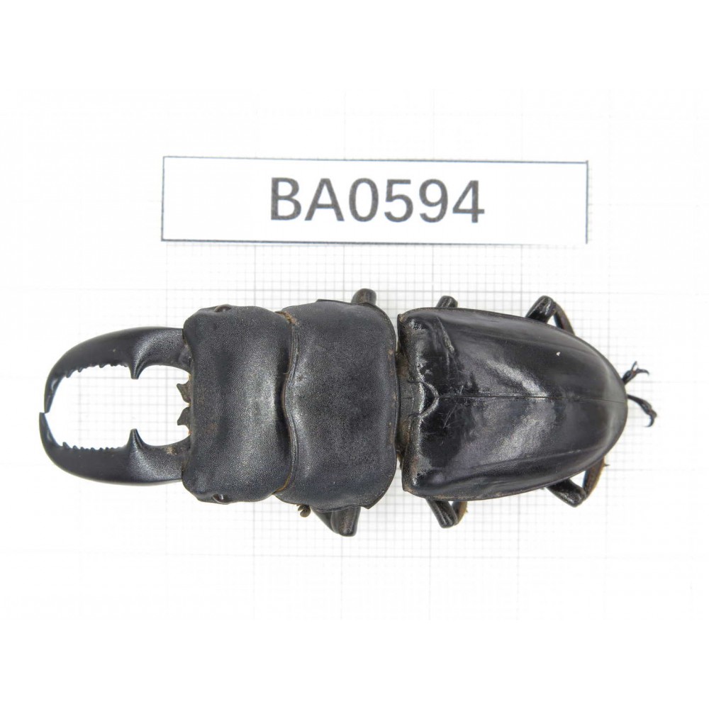 Dorcus titanus ssp. China, Guangxi, Baise, Mt.Cenwanglaoshan. 1M. BA0594.