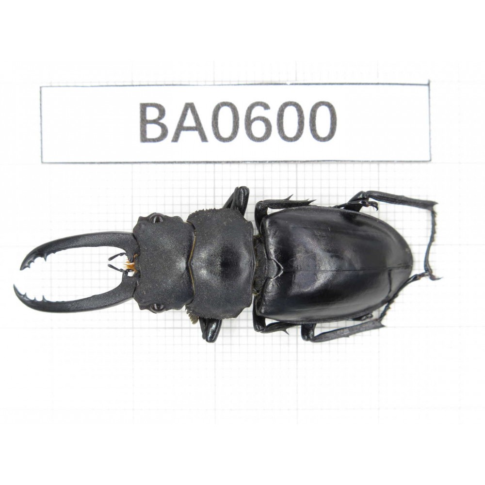 Prosopocoilus sp. China, Guangxi, Baise, Mt.Cenwanglaoshan. 1M. BA0600.