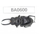 Prosopocoilus sp. China, Guangxi, Baise, Mt.Cenwanglaoshan. 1M. BA0600.