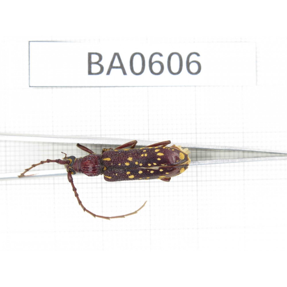 Cerambycidae sp. China, Guangxi, Baise, Mt.Cenwanglaoshan. 1Pcs. BA0606.