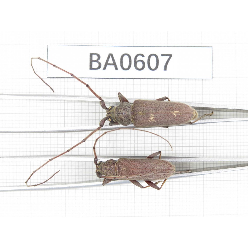 Cerambycidae sp. China, Guangxi, Baise, Mt.Cenwanglaoshan. 2Pcs. BA0607.