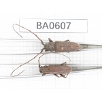 Cerambycidae sp. China, Guangxi, Baise, Mt.Cenwanglaoshan. 2Pcs. BA0607.