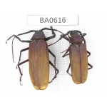Cerambycidae sp. China, Guangxi, Baise, Mt.Cenwanglaoshan. 2Pcs. BA0616.
