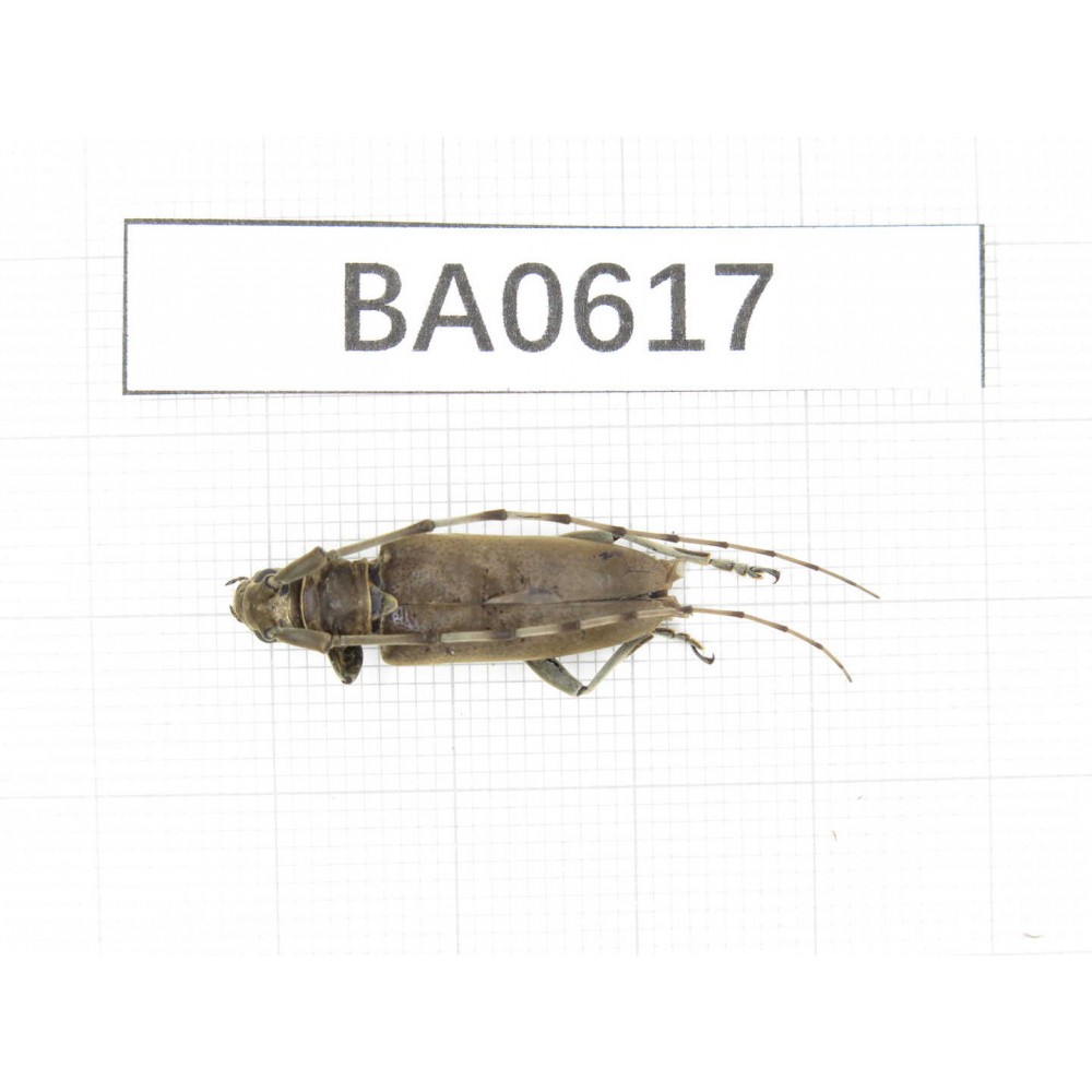 Cerambycidae sp. China, Guangxi, Baise, Mt.Cenwanglaoshan. 1Pcs. BA0617.