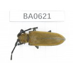 Cerambycidae sp. China, Guangxi, Baise, Mt.Cenwanglaoshan. 1Pcs. BA0621.