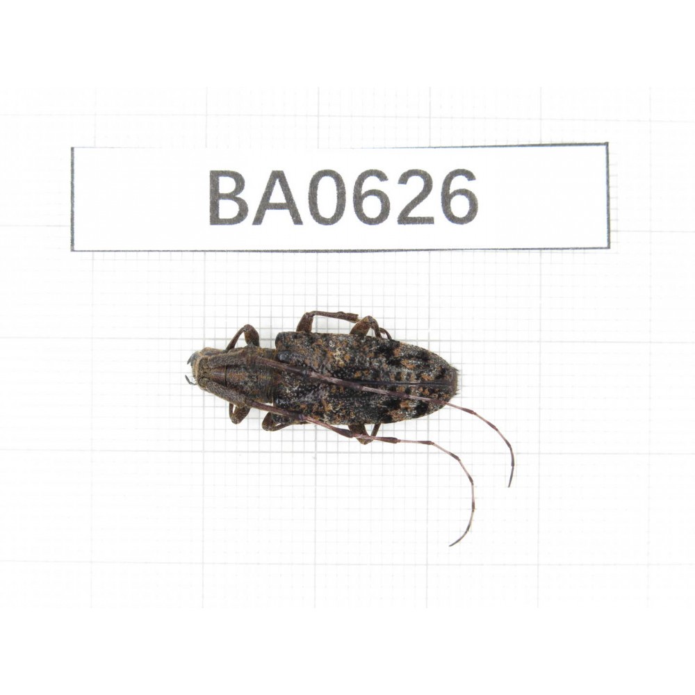 Cerambycidae sp. China, Guangxi, Baise, Mt.Cenwanglaoshan. 1Pcs. BA0626.