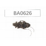 Cerambycidae sp. China, Guangxi, Baise, Mt.Cenwanglaoshan. 1Pcs. BA0626.