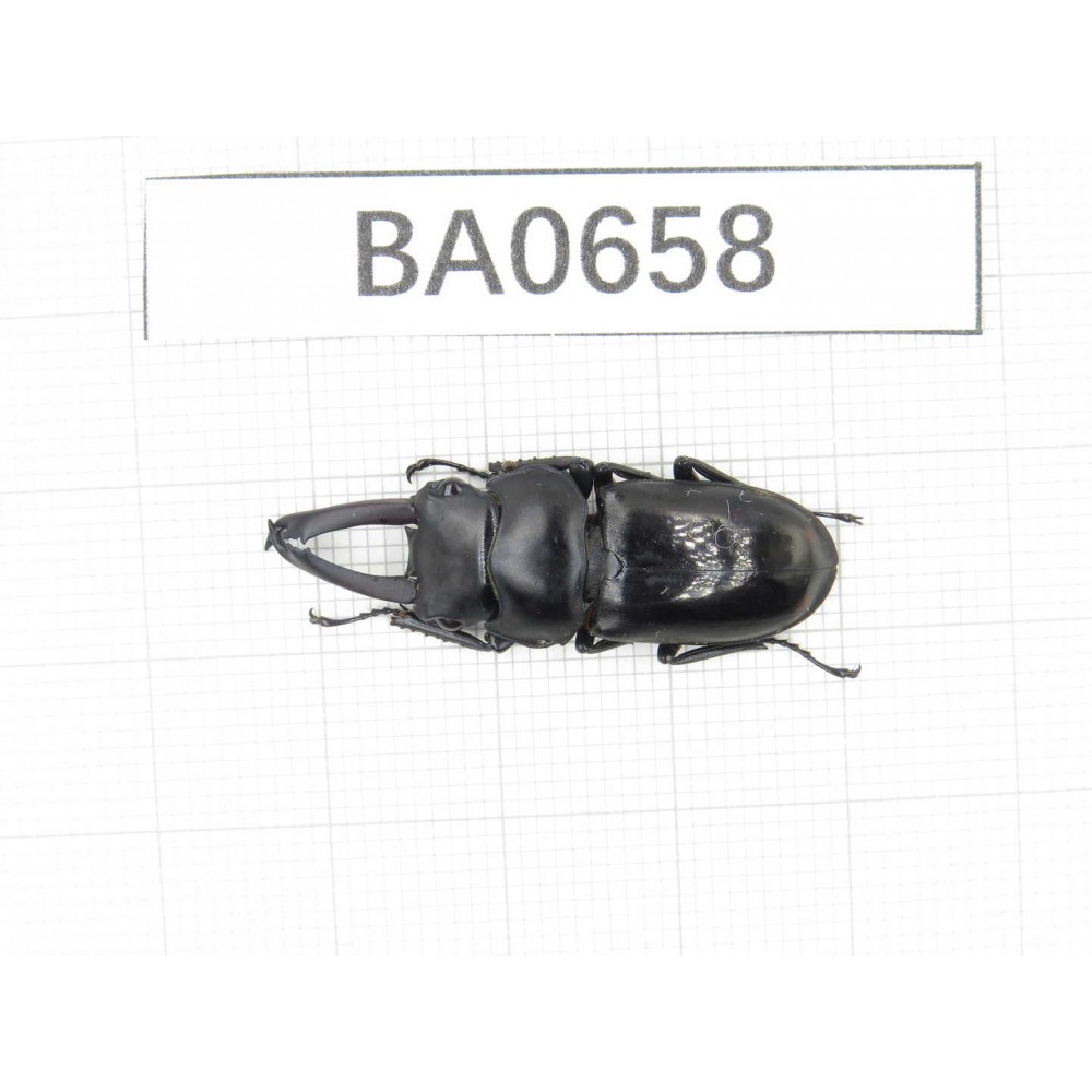 Dorcus sp. Myanmar, Kechin area, Nanse. 1M. BA0658.