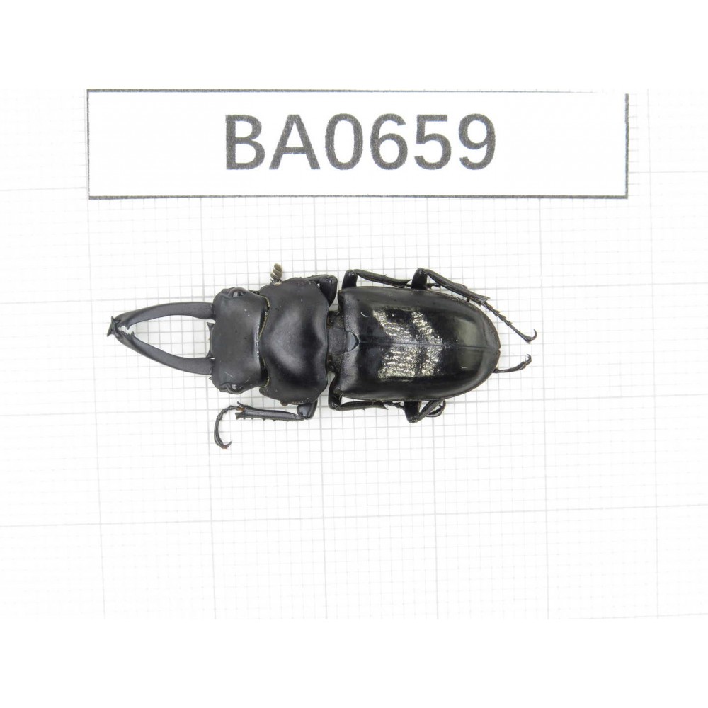 Dorcus sp. Myanmar, Kechin area, Nanse. 1M. BA0659.