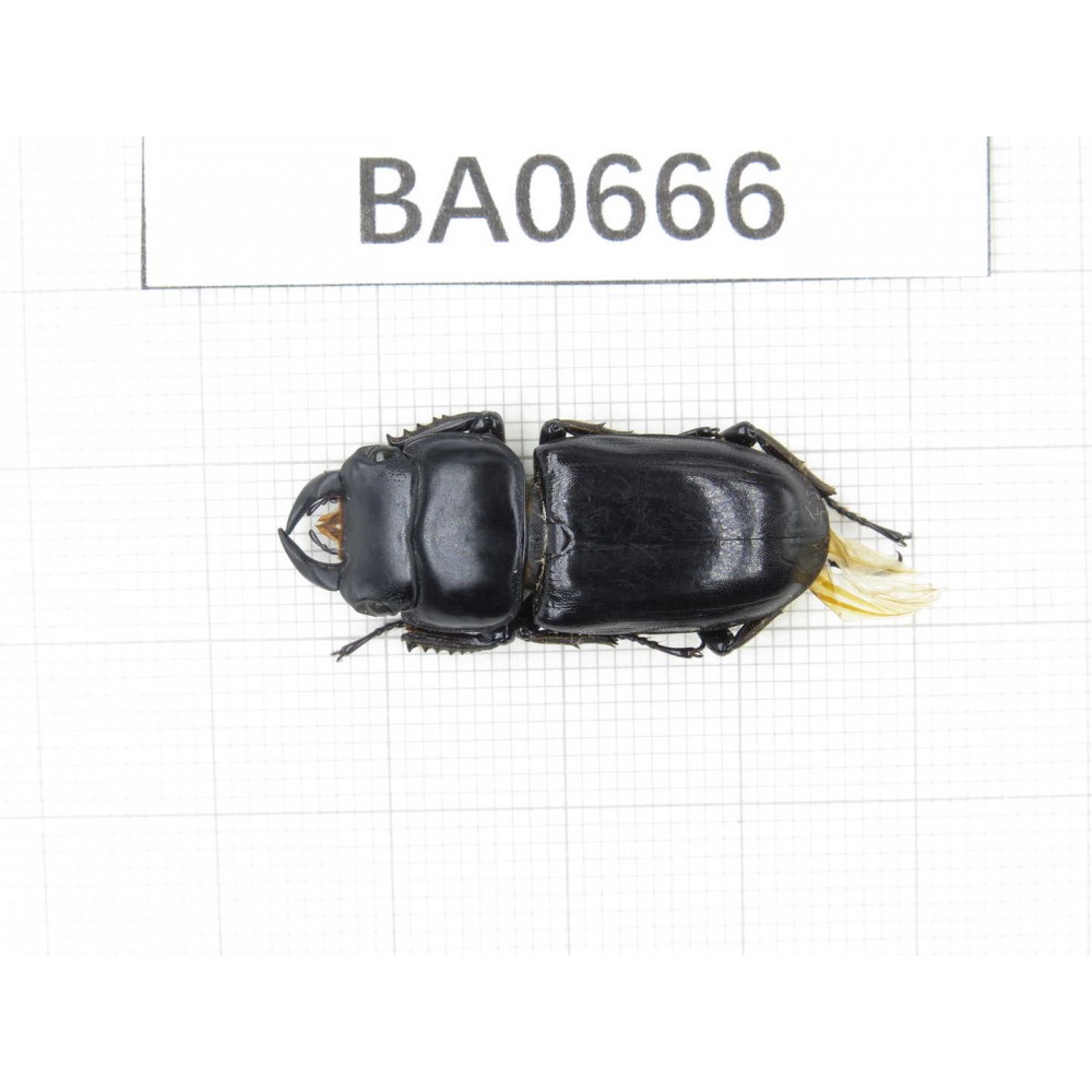 Dorcus sp. Myanmar, Kechin area, Nanse. 1M. BA0666.
