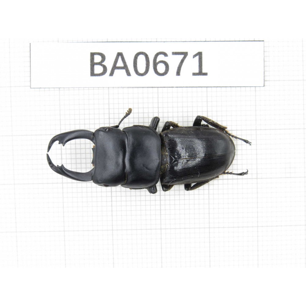 Dorcus sp. Myanmar, Kechin area, Nanse. 1M. BA0671.