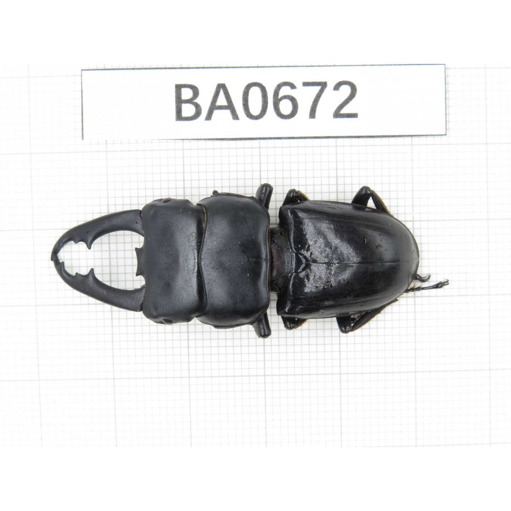 Dorcus sp. Myanmar, Kechin area, Nanse. 1M. BA0672.