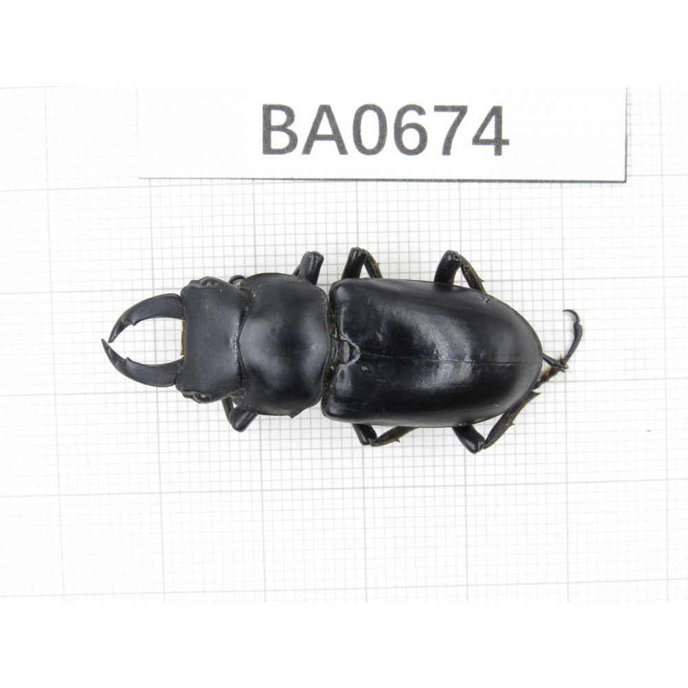 Dorcus sp. Myanmar, Kechin area, Nanse. 1M. BA0674.