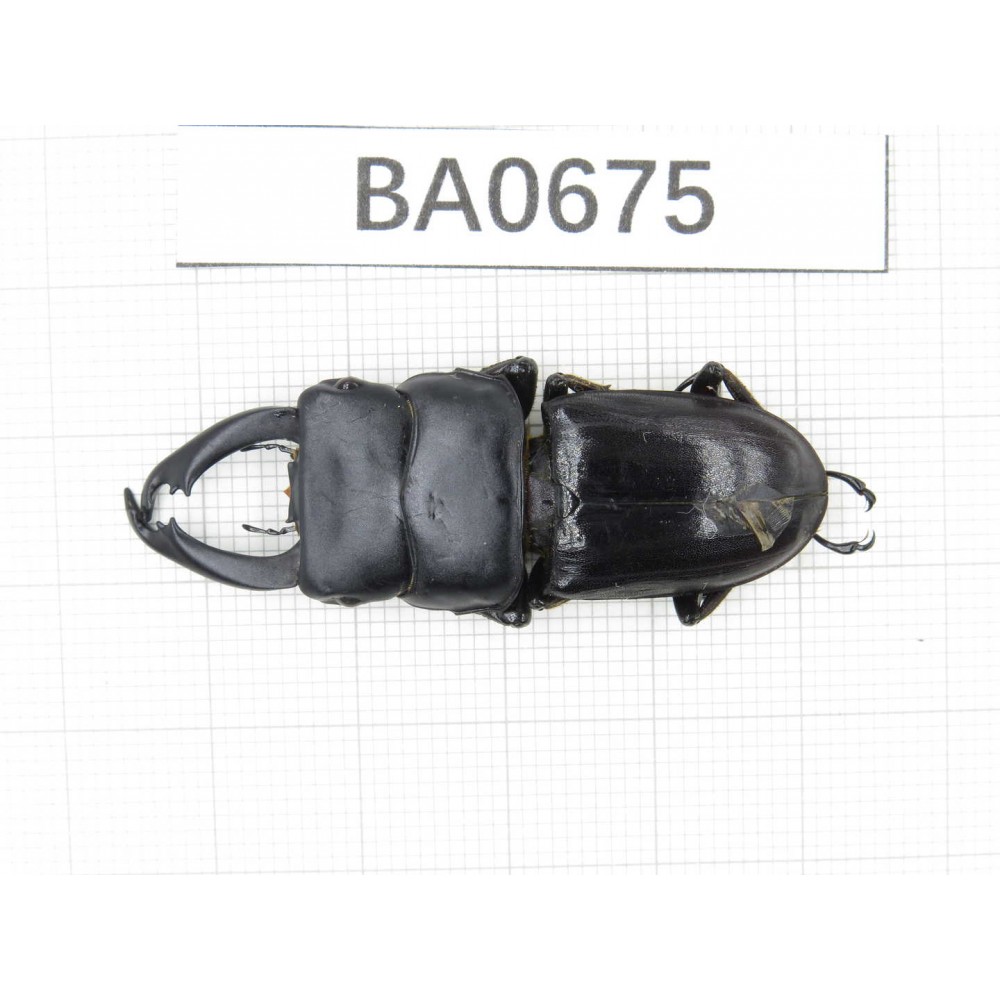 Dorcus sp. Myanmar, Kechin area, Nanse. 1M. BA0675.