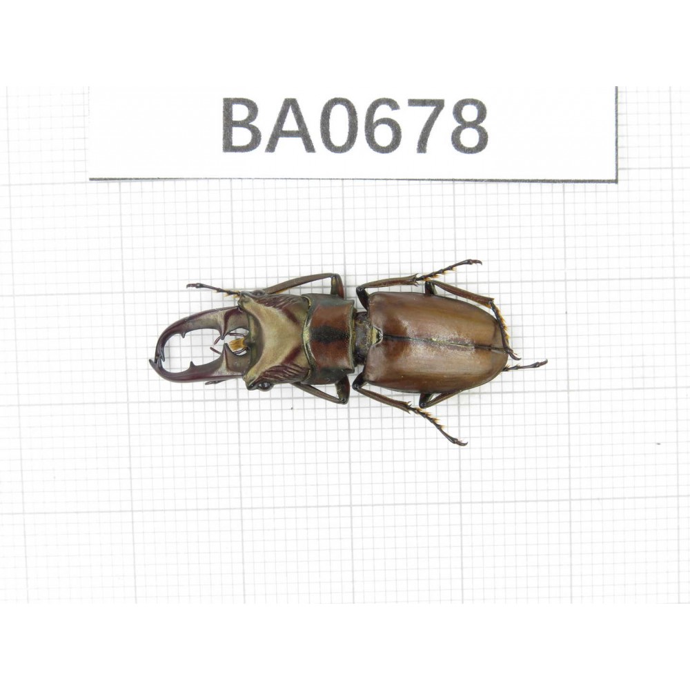Cyclommathus sp. Myanmar, Kechin area, Nanse. 1M. BA0678.