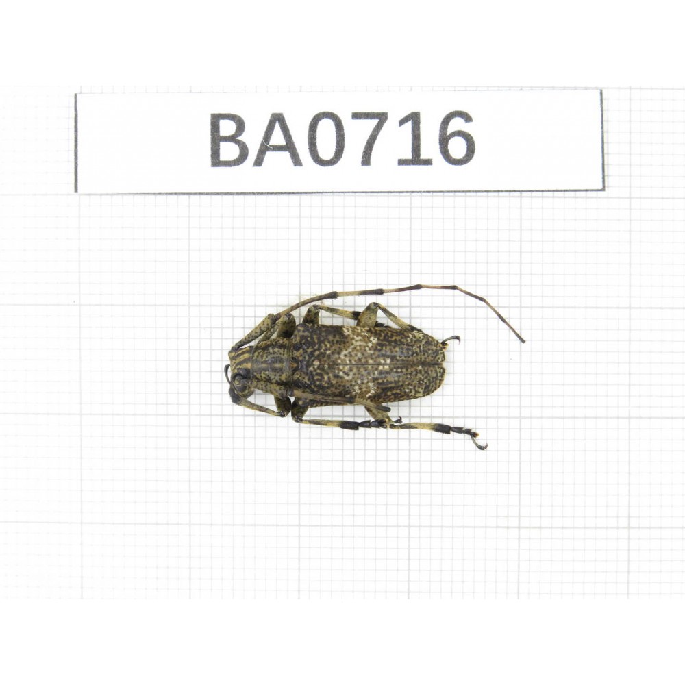 Cerambycidae sp. China, Tibet, Linzhi, Motuo county. 1Pcs. BA0716.