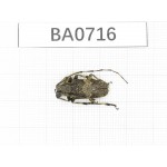 Cerambycidae sp. China, Tibet, Linzhi, Motuo county. 1Pcs. BA0716.