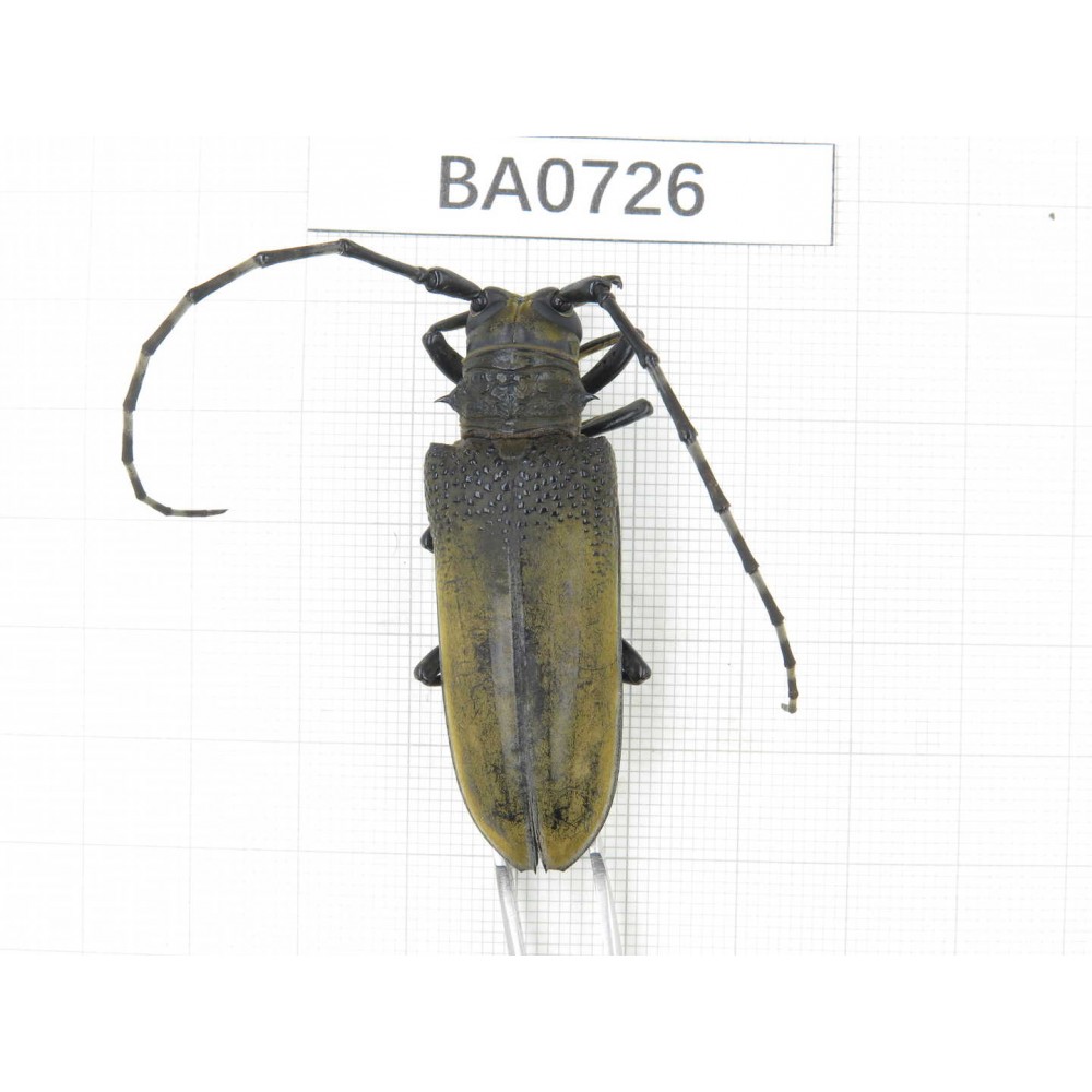 Cerambycidae sp. China, Yunnan, Shuangbai county, N of Mt.Ailaoshan. 1Pcs. BA0726.