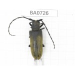 Cerambycidae sp. China, Yunnan, Shuangbai county, N of Mt.Ailaoshan. 1Pcs. BA0726.