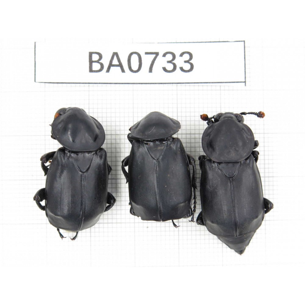 Silphidae sp. China, Yunnan, Nujiang, Gongshan county. 3Pcs. BA0733.