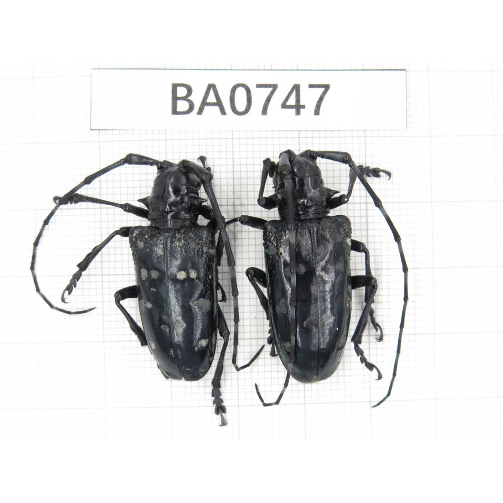 Cerambycidae sp. China, Yunnan, Nujiang, N Mt.Biluoxueshan. 2Pcs. BA0747.