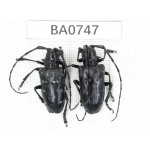 Cerambycidae sp. China, Yunnan, Nujiang, N Mt.Biluoxueshan. 2Pcs. BA0747.