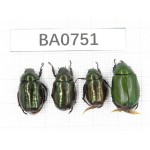 Rutelidae sp. China, Yunnan, Nujiang, N of Mt.Biluoxueshan. 4Pcs. BA0751.