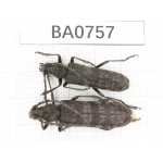 Cerambycidae sp. China, Yunnan, Nujiang county, N of Nujiang valley. 2Pcs. BA0757.