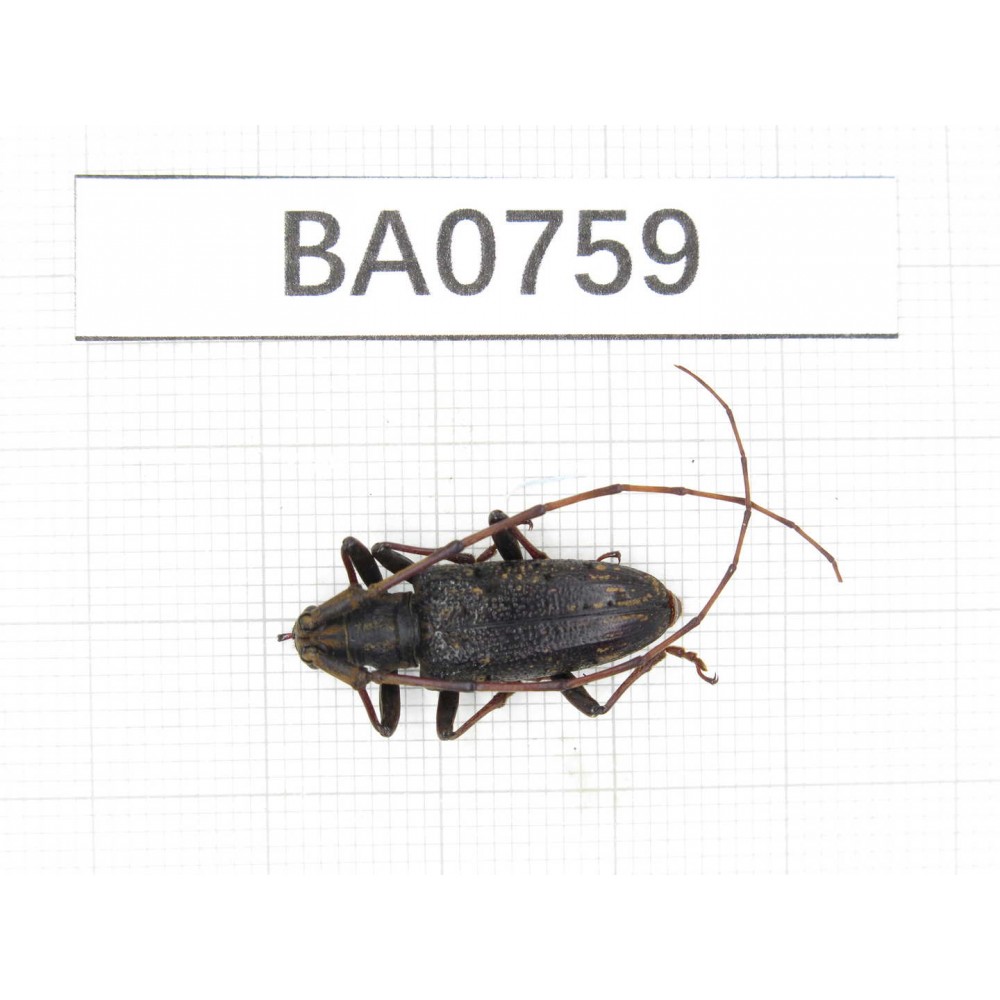 Cerambycidae sp. China, Yunnan, Nujiang, Gongshan county. 1Pcs. BA0759.