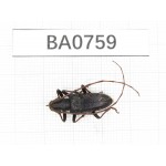 Cerambycidae sp. China, Yunnan, Nujiang, Gongshan county. 1Pcs. BA0759.
