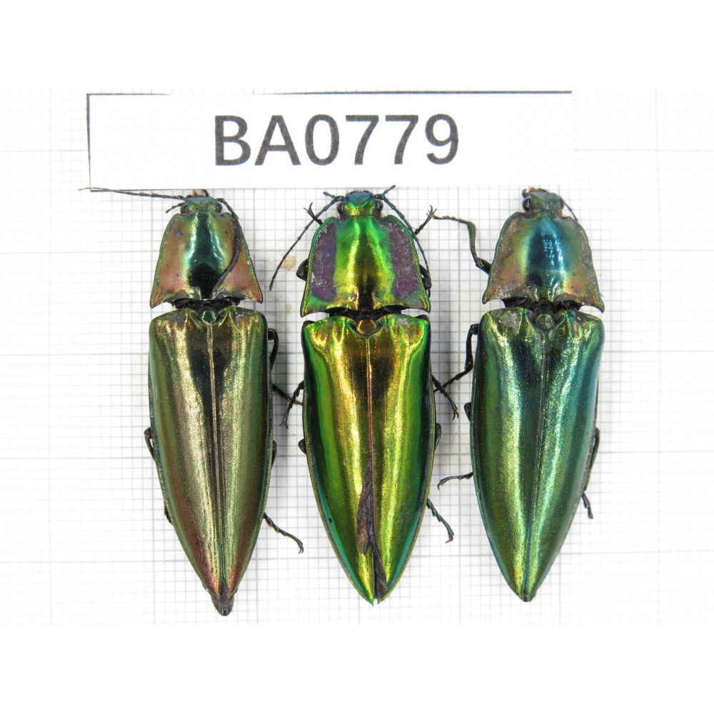 Elateridae sp. China, Yunnan, Honghe, Jinping county. 3Pcs. BA0779.