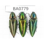 Elateridae sp. China, Yunnan, Honghe, Jinping county. 3Pcs. BA0779.