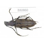 Cerambycidae sp. Indonesia, W of Papua, Yapen Is. 1Pcs. BA0860.