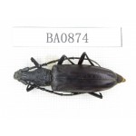 Cerambycidae sp. Indonesia, W of Papua, Yapen Is. 1Pcs. BA0874.