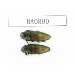 Buprestidae sp. Indonesia, W of Papua, Yapen Is. 2Pcs. BA0890.