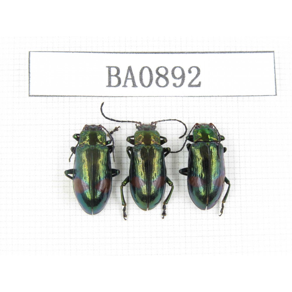Coleoptera sp. Indonesia, W of Papua, Yapen Is. 3Pcs. BA0892.