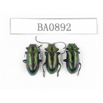 Coleoptera sp. Indonesia, W of Papua, Yapen Is. 3Pcs. BA0892.