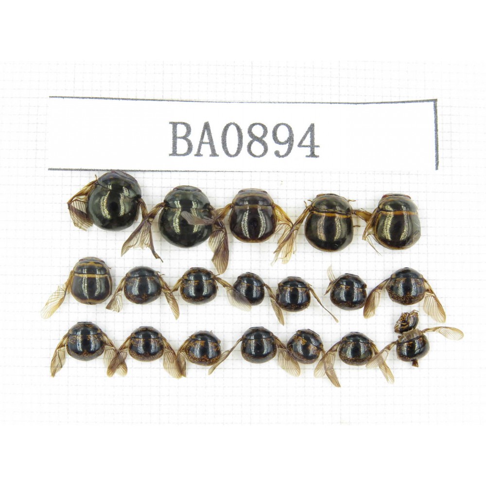 Coleoptera sp. Indonesia, W of Papua, Yapen Is. 19Pcs. BA0894.