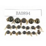 Coleoptera sp. Indonesia, W of Papua, Yapen Is. 19Pcs. BA0894.