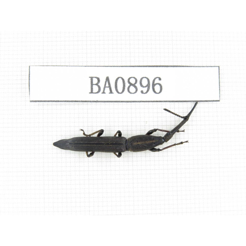 Curculionidae sp. Indonesia, W of Papua, Yapen Is. 1Pcs. BA0896.