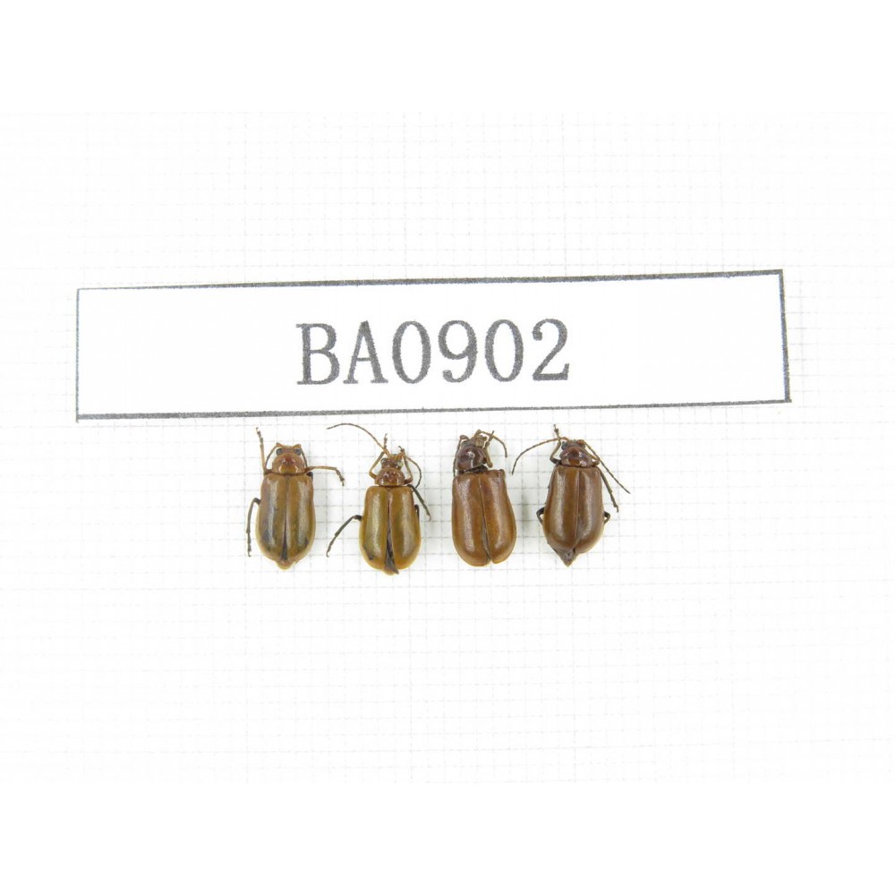 Coleoptera sp. Indonesia, W of Papua, Yapen Is. 4Pcs. BA0902.
