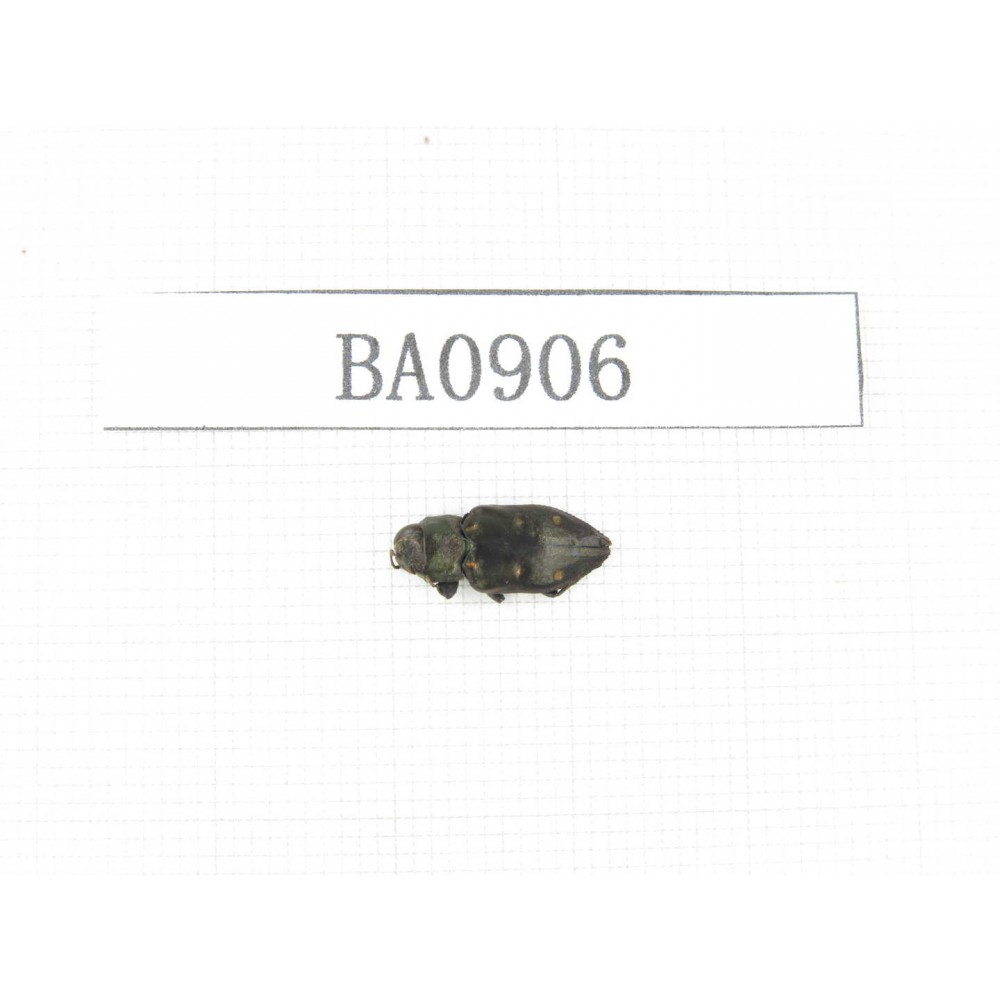 Buprestidae sp. Indonesia, W of Papua, Yapen Is. 1Pcs. BA0906.