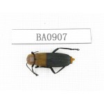 Coleoptera sp. Indonesia, W of Papua, Yapen Is. 1Pcs. BA0907.