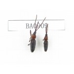 Curculionidae sp. Indonesia, W of Papua, Yapen Is. 2Pcs. BA0909.