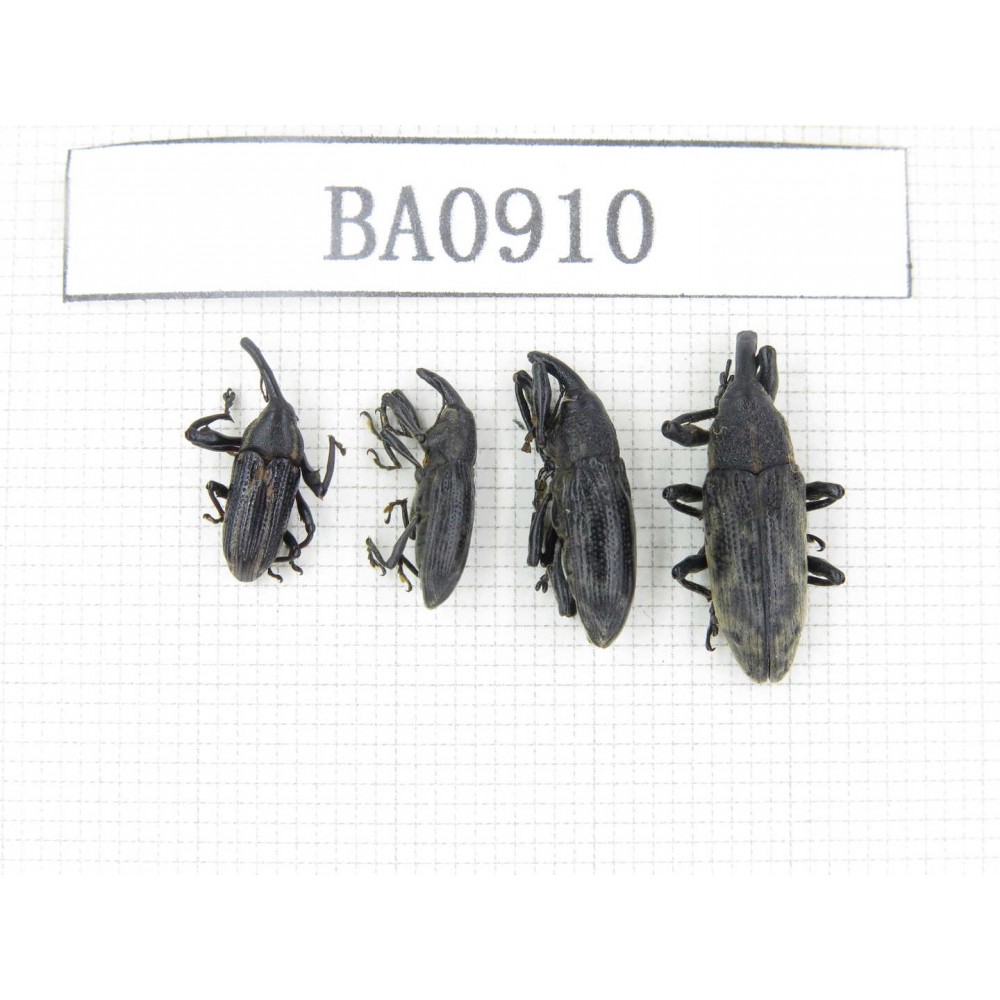 Curculionidae sp. Indonesia, W of Papua, Yapen Is. 4Pcs. BA0910.