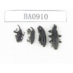 Curculionidae sp. Indonesia, W of Papua, Yapen Is. 4Pcs. BA0910.